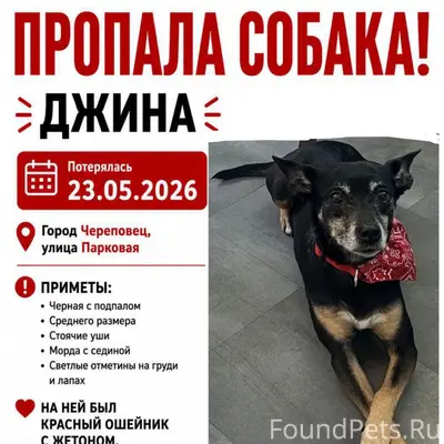 Пропала собака 