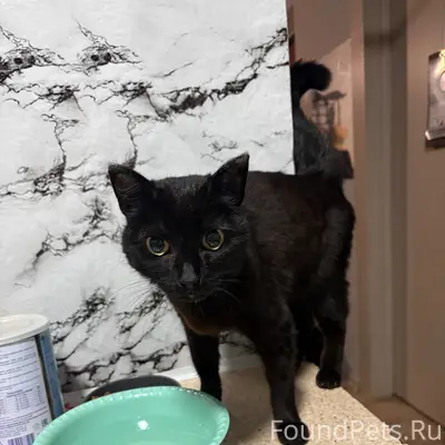 Найдена кошка, у Чусовой 1/4