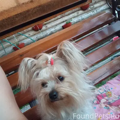 Пропала собака, район Ленина