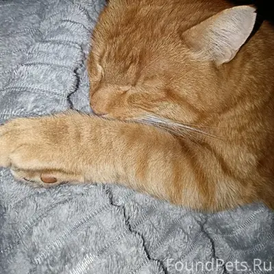 Пропал кот Рыня, Пиндуши