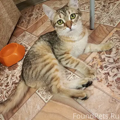 Пропал кот Ярик, Гидроторф