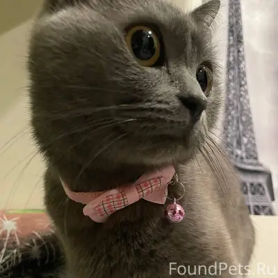 Пропала кошка,