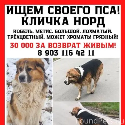 Пропал мальчик Норд, Сходня/Голиково/Чашниково