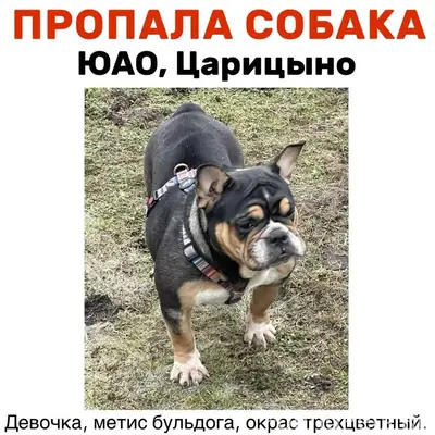Пропала метис бульдога, Царицыно
