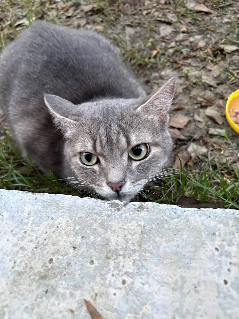 Найдена кошка, Осинники
