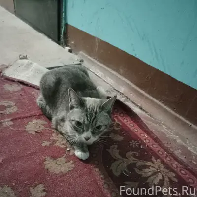 Найдена домашняя кошка, место неизвестно