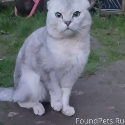 Найден кот, ул. Гоголя