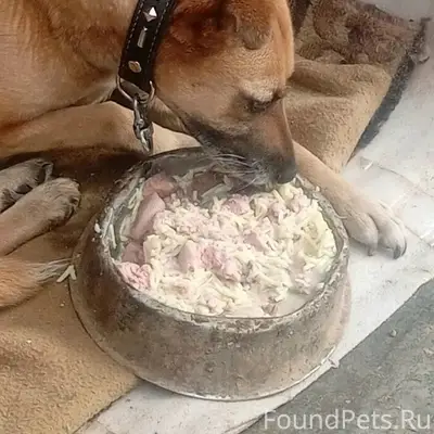 Пропала собака Найда