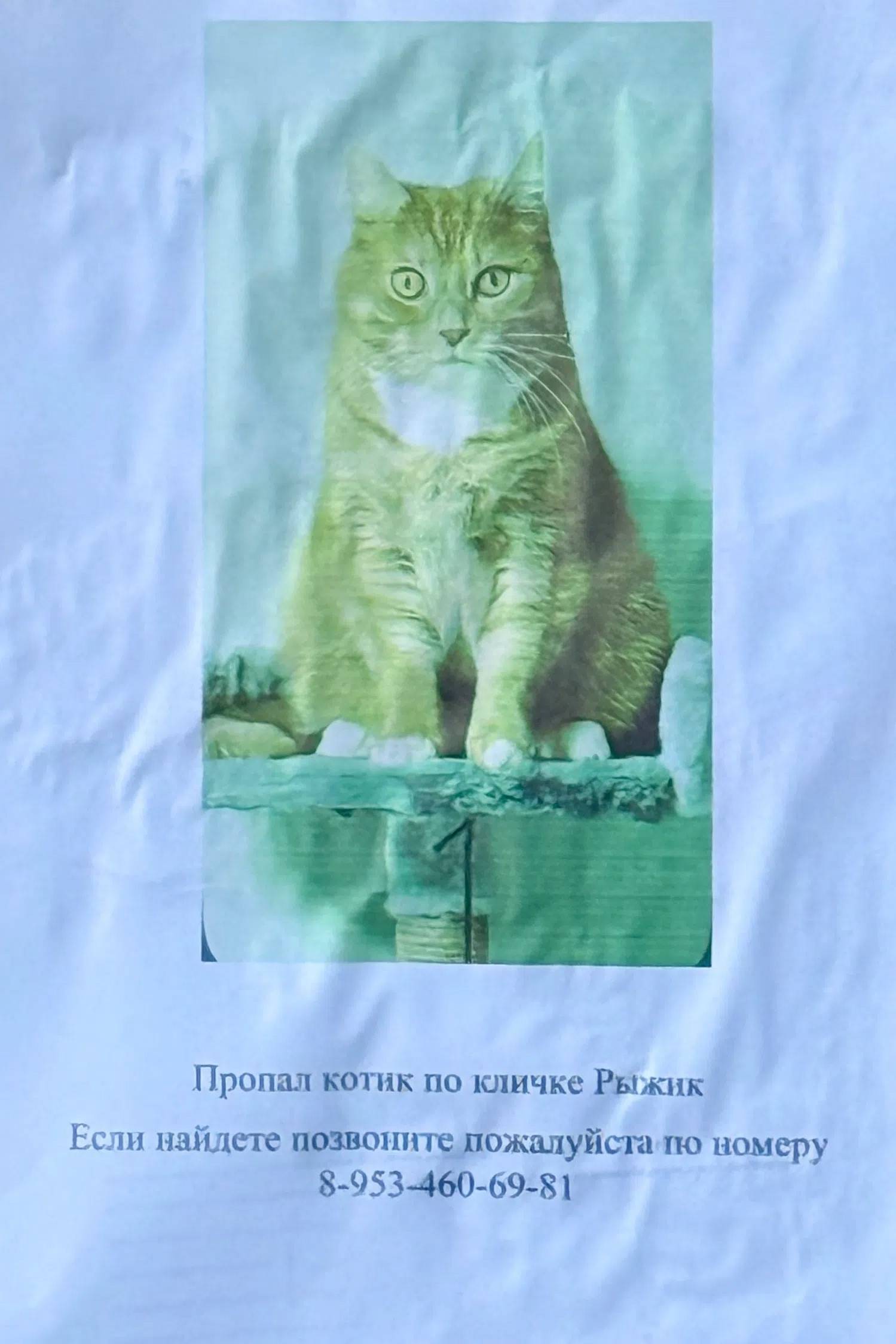 Пропал кот, Калуга, район промышленная 6