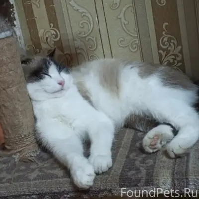 Пропал кот Барсик