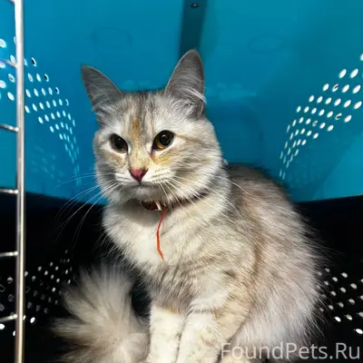 Найдена кошка, район Мясокомбината