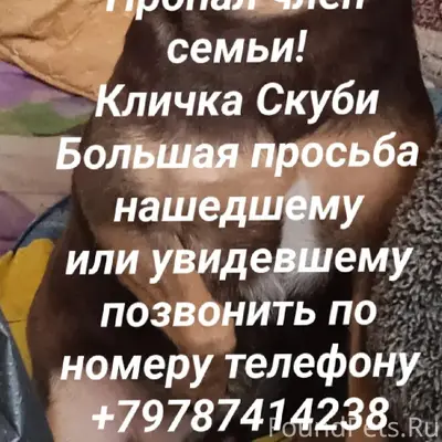 Пропала собака, Старый город, район телевышки