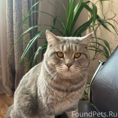 Пропал прямоухий шотландец Саймон, район ул. Бограда — ул. Советская