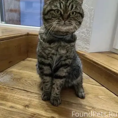 Пропал кот Барсик, ул. Железнодорожная