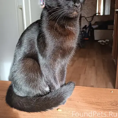 Пропал чёрный кот, район Песчаной