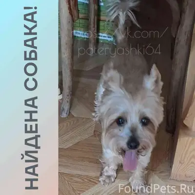 Найдена собака йорк, золотистого окраса, Саратов