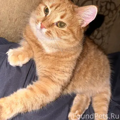 Пропала кошка Рыжка, г. Сарапул