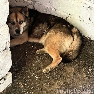 Пропал кобель, Кенский лес