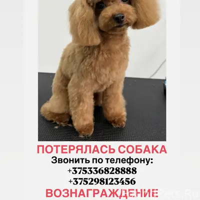 Пропала рыжая той пудель