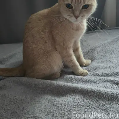 Пропала кошка, район старого Магнита