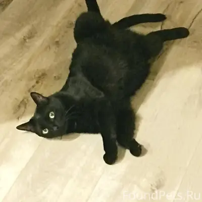 Пропал домашний кот, неизвестен район