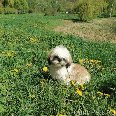 Пропала собака, откликается на кличку Берри
