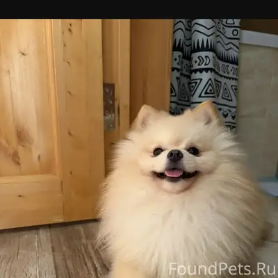 Пропала собака, 