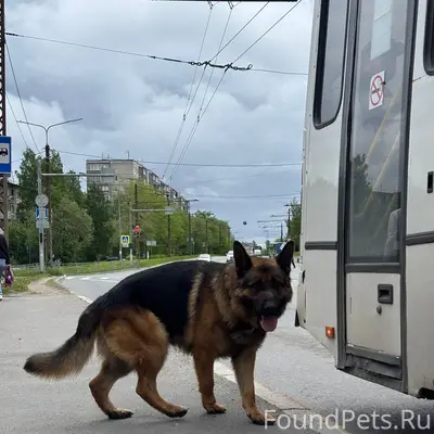 Найденна собака, Кукковка, Петрозаводск