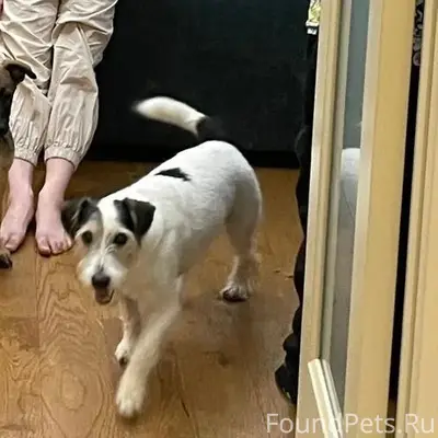 Пропал кобелём по кличке Джем, Жуковский