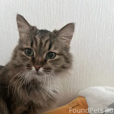 Пропала взрослая кошка, Казань