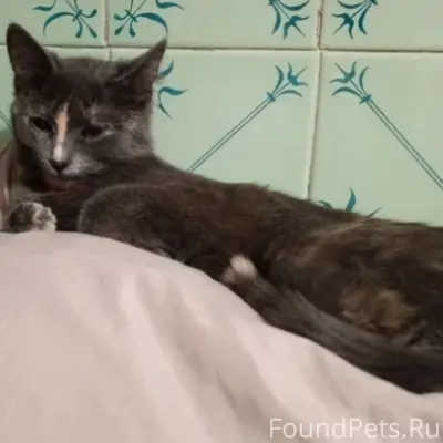 Пропала кошка, район Кедрова 5а