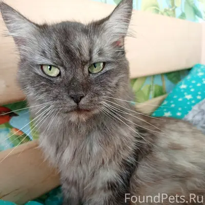 Пропала кошка Дымка, Советский район