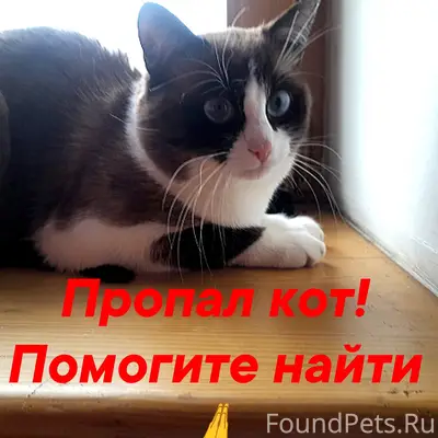 Пропал кот, сноу шу, район жд вокзала