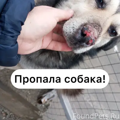 Пропал пёс, Промышленный район Ставрополя