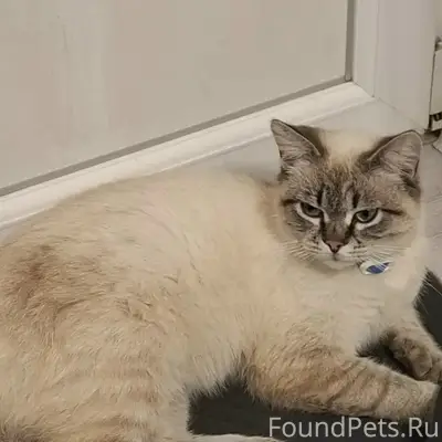 Пропал кот Шерик