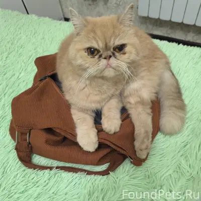 Пропал кот Алекс, Васильевский Центральный рн