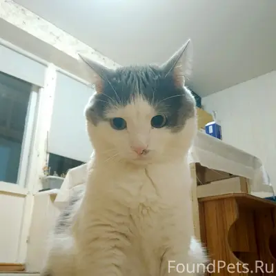 Пропал кот Милс, мкр Дубрава