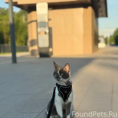 Пропала кошка Кентуки, Большая Бульварная