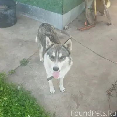 Пропал пёс Рэкс