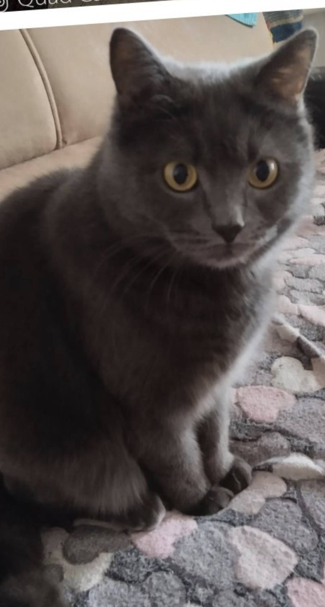 Потерялся кот