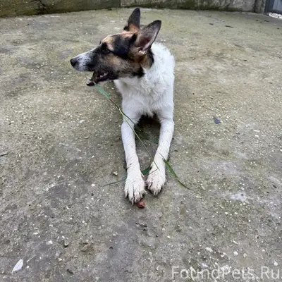 Пропала колли короткошёрстная, охотница