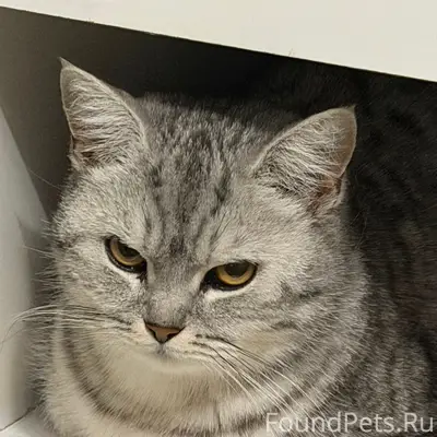 Пропала кошка, ул. Подгорная