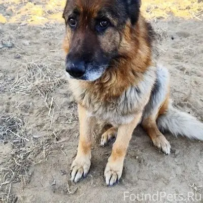 Пропала собака