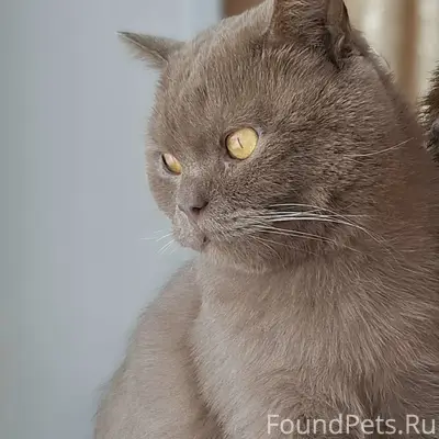 Пропал кот Дымок, район Колхозный