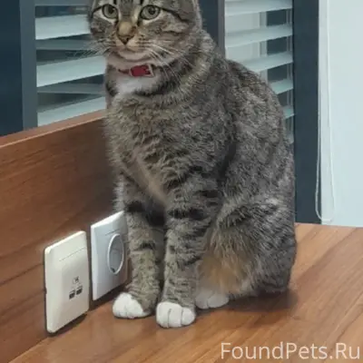 Пропала кошка Маруся Тимофеевна