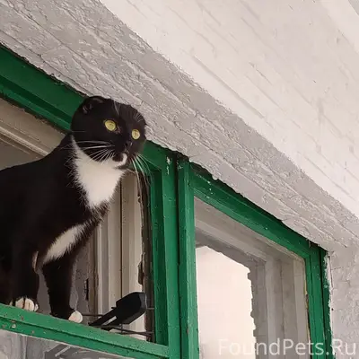 Пропала кошка, район ул. Штеймана