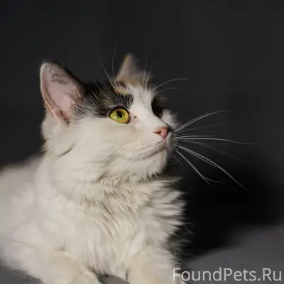 Найдена кошка, Кукковка