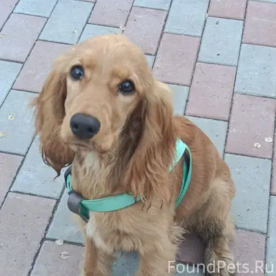 🐾 ПРОПАЛА СОБАКА — ЧЛЕН СЕМЬИ! 🐾