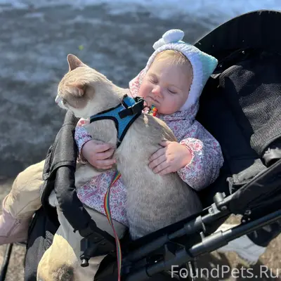 Пропал кот Зефир, краснодонцев 60