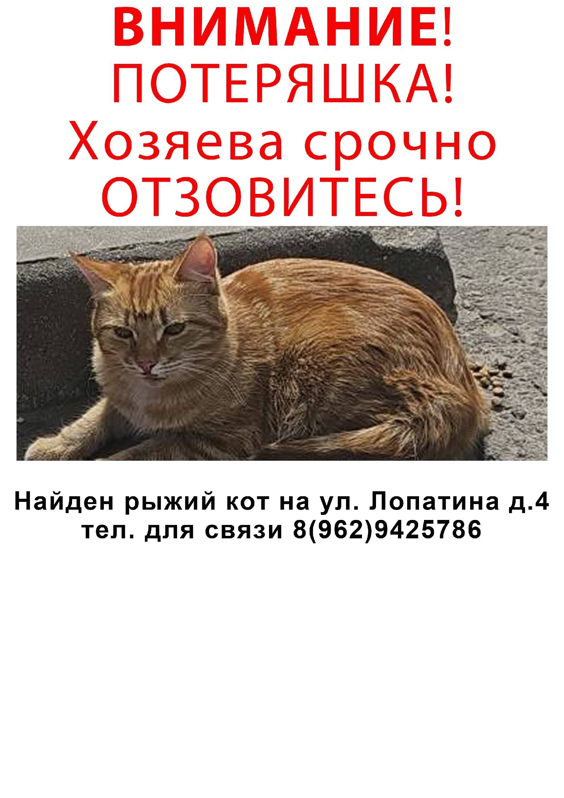 Найден рыжий кот, ул. Лопатина